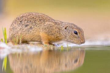 European ground squirrel drinking water