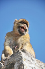 Low angle view of Barbary ape (Macaca Sylvanus) against a clear blue sky at Gibraltar's Upper Rock.