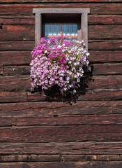 Fototapeta na wymiar Decorative window flower pot with pink flowers on a wooden wall of historical swiss house