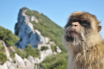 Portrait of lone Barbary ape (Macaca Sylvanus) looking toward the sky at Gibraltar's Upper Rock.