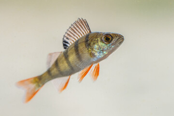 European perch swimming in pond
