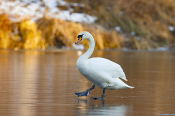 Swan on a frozen lake, Winter in Poland