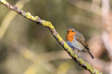 Obraz premium Eurasian Robin, Erithacus Rubecula, Perched on a lichen covered tree branch, Winter,side view, looking left