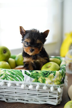 Cute little Yorkshire terrier puppy, beloved pet, climbed into white wicker basket with green juicy apples, puppy staring into camera, miniature breed of good mood, home entertainment