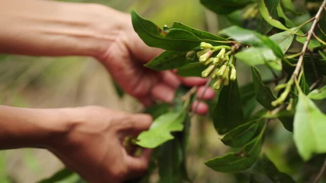 Harvesting clove buds from tree on farm