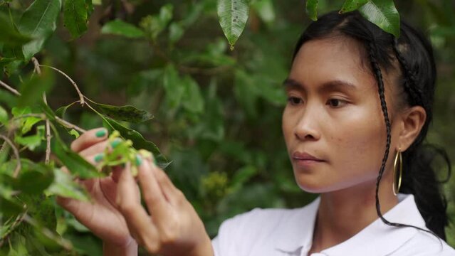 Female southeast asian farmer harvests clove buds on organic plantation. Spice