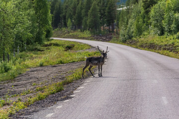 Fototapeta na wymiar Forest and landscape in Lapland, Sweden