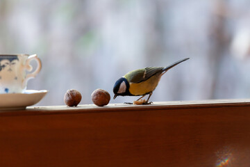 Tit sits on railing close up