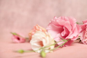 Pink and cream eustoma flowers on delicate pink background