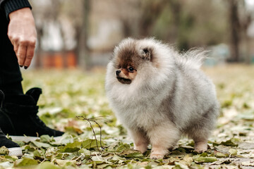 Walking with a young Pomeranian in the park.