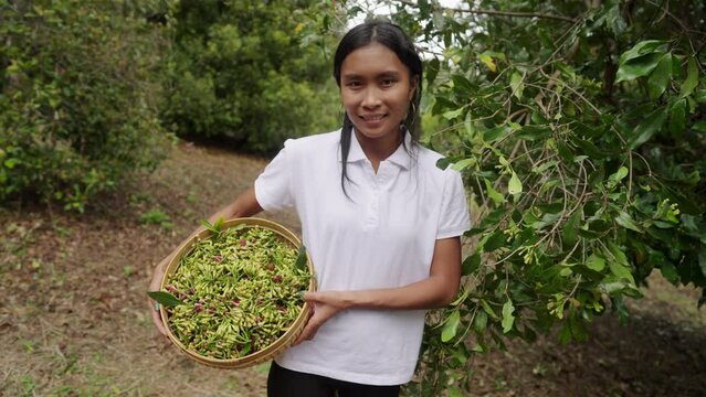 Portrait clove farmer holding fresh buds next to tree on field