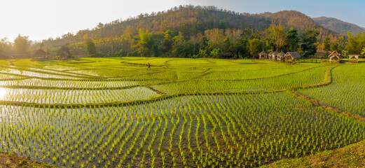 Green Terraced Rice Field in Luang Prabang, Laos, Asia