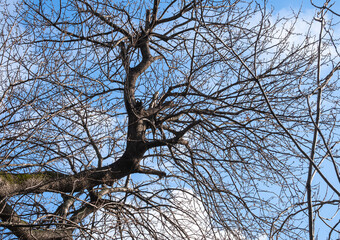 Pistacia terebinthus, also called the terebinth. wild pistachio tree.