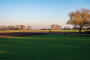Obraz premium Graan farmland and trees with a colorful sunset in winter around Tienen, Belgium