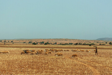 Lonely farmer in deserded spase in Morocco