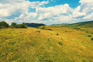 Mountain landscape in summer. Carpathians, Ukraine