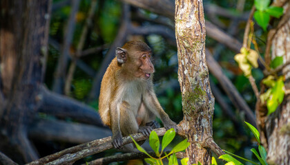 Monkeys in Thailand Chumphon National Park