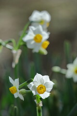 香り漂う冬の花