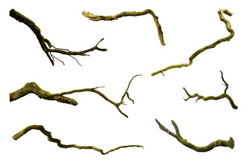 Leafless mossy branches isolated set on PNG background