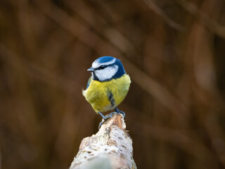 A front view of a Blue Tit perched on a the end of a branch with it's head turned to the left, against a plain brown background which has copy space.
