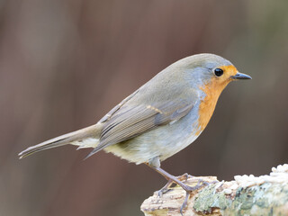 A close up side view portrait of a European Robin perched at the end of a branch in winter, against a plain brown background with copy space.