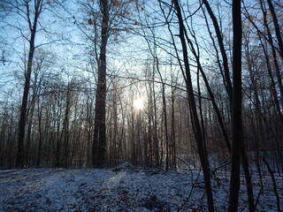 forest in winter