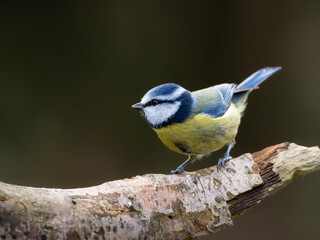 A side view of a Blue Tit perched on a branch facing to the left, against a plain dark background which has copy space to the left.
