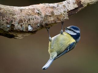 A Blue Tit hanging upside down from the underside of a branch. Copy space.