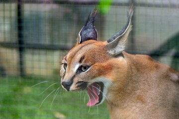 closeup caracal in the zoo