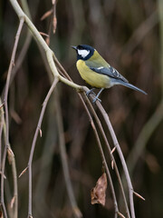 A Great Tit perched in the branches of a willow tree in winter, a side view of it facing left, vertical portrait format with copy space below.