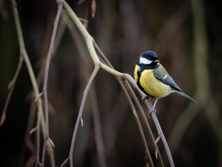 A Great Tit perched in the branches of a willow tree in winter, it's head is turned around to the right, copy space to the left.