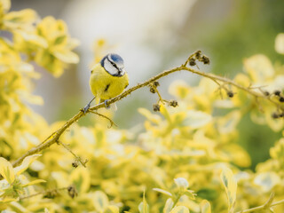 A Blue Tit perched on the stem of a plant, against a background of yellow and green leaves which compliment the colours of the bird. The background provides copy space.