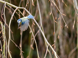 A Blue Tit flying in front of the branches of a willow tree in winter, copy space to the right.