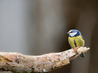 A Blue tit perched on the end of a branch, with a plain background providing copy space.