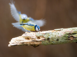 A blue tit perched on a branch feeding on sunflower hearts, as a second blue tit approaches in the background.