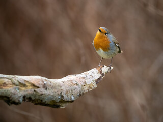 A European Robin perched at the end of a branch in winter, against a plain brown background with copy space.