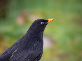A portrait of a male Eurasian blackbird, with it's notable yellow beak and eye ring. copy space top and right.