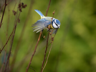 A nimble blue tit flying through a gap in between the stems of a plant, with its wings backwards, copy space. 