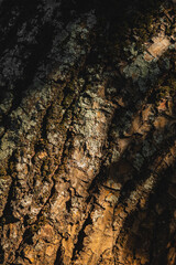 Dark brown tree roots and trunk close up background texture