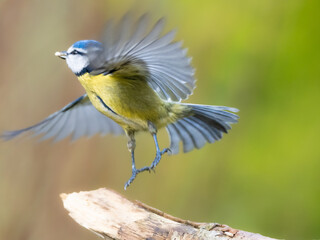A Blue tit taking off from a branch, with a seed in its beak