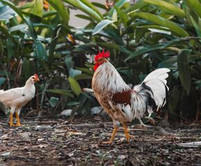 Wild white and brown rooster and chicken portrait with some plants leaves on background 