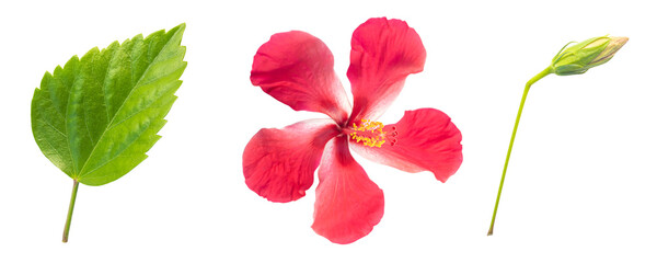 Red hibiscus flowers bud and bloom on isolated transparent background, tropical summer element...