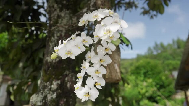 Beautiful white orchid on tree 