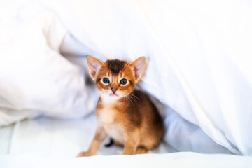Abyssinian ruddy kitten sitting on a bed. Cute one month old kitten on a white linen. Pets care. World cat day. Image for websites about cats. Selective focus.