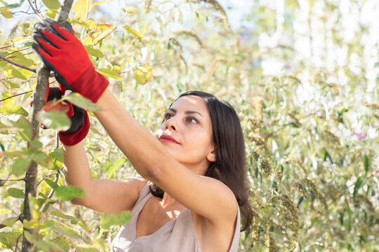 Woman pruning tree in garden