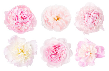 Collection of pink white flowers isolated on white background. Selection of Peony, Rose.