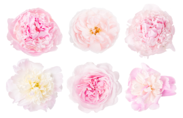 Collection of pink white flowers isolated on white background. Selection of Peony, Rose.
