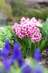 Obraz premium City Park in spring. Pink hyacinths close-up. Spring postcard
