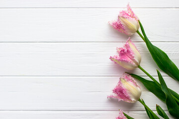 Tulips on a white wooden board. Postcard with text space. Five pink tulips