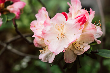 Blooming shrub Rhododendron Percy Wiseman. Miniature pink petal flowers of Japanese azalea on...